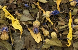 Herbata biała Earl Grey Supreme